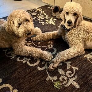 Meet your Posher, Birgit